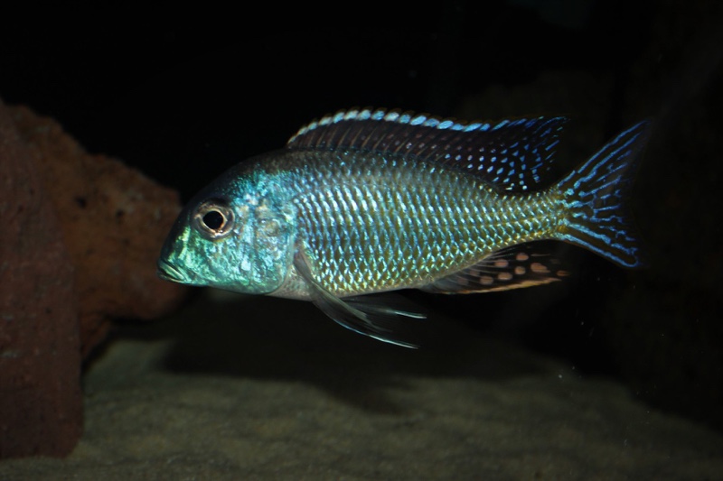 Tramitichromis cf. lituris 'Tanzania'